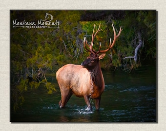 Montana Bull Elk, Elk in Creek, Elk, Montana Wildlife Photos, Bull Elk Photos, Elk Antlers, Bull Elk Wall Art, Rustic Home Cabin Decor