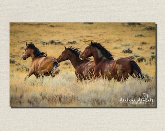 May include: A photograph of three brown horses running through a field of tall, dry grass. The horses have dark manes and tails, and the background is a blurred landscape of yellow and green.