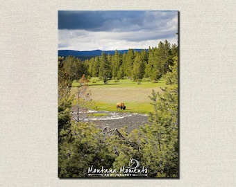 May include: A scenic landscape photograph featuring a bison grazing in a grassy field near a river. The scene is framed by green trees and a cloudy sky, with mountains in the background. The photograph is labeled "Montana Moments Photography."