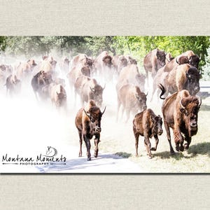 May include: A photograph captures a herd of bison running through a dusty field. The animals are various shades of brown, with some appearing darker than others. The image includes the text "Montana Moments Photography".