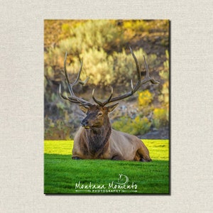Elk Photo, Bull Elk, Montana Wildlife Photography,  Rustic Wall Decor, Elk in Yellowstone, Cabin Decor, Western Photos - &quot;Majesty&quot;