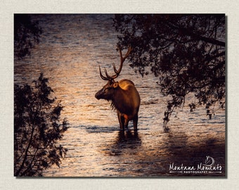 Bull Elk Photos, Montana Bull Elk, Elk in Creek, Elk, Montana Wildlife Photos, Elk Antlers, Bull Elk Wall Art, Western Home Decor