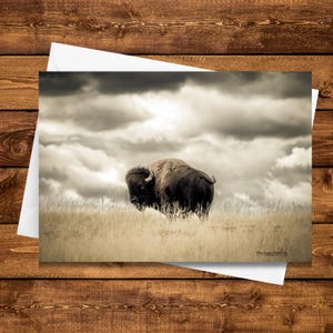 American Bison Blank Notecards • 5x7 Blank Cards with Wildlife Photography • Nature Photos • Buffalo Photos • Blank Greeting Cards • Bison