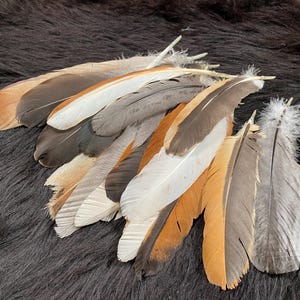 B-Ware 20er-Mix, 14-20cm, große bunte stabile Bastelfedern, Schwungfedern aus artgerechter Haltung, flight quill feather, Flügelfeder