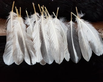 8 feathers, 18-23 m, goose flight feathers, writing quill, from species-appropriate husbandry, flight, wing feathers, Indian, hat decoration, hat feather (A09a)