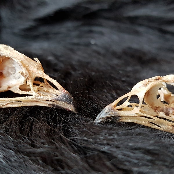 Wachtelschädel, 4cm, Vogelschädel, skull,Knochen,gothik,bones,Celtic,Germanisch,Haushuhnschädel