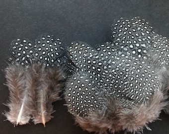 25 plumes, 4-8 cm, pintade, bon marché, élevage adapté à l'espèce, pintade, sans souffrance, mini plumes, carnaval, déguisement (n° B2)