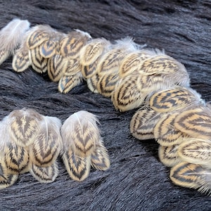 May include: A collection of pheasant feathers with brown and white striped patterns. The feathers are arranged in two groups, one larger group and one smaller group.