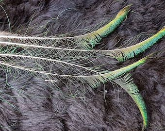 Peacock feathers, approx. 50 cm, peacock feather, blue peacock, from species-appropriate husbandry, no owl feather, no bird of prey feather, wing feather