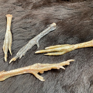Single chicken foot, selectable unique pieces, 15-16 cm, pointer chicken foot, unique pieces, from the domestic chicken, Gallus g. dom., talisman, protection, voodoo, spiritual