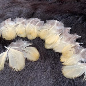 22 feathers, 5-7 cm, cream-colored decorative feathers, bird feathers, chicken feathers from species-appropriate husbandry, hat feathers, Indian feathers, traditional jewelry