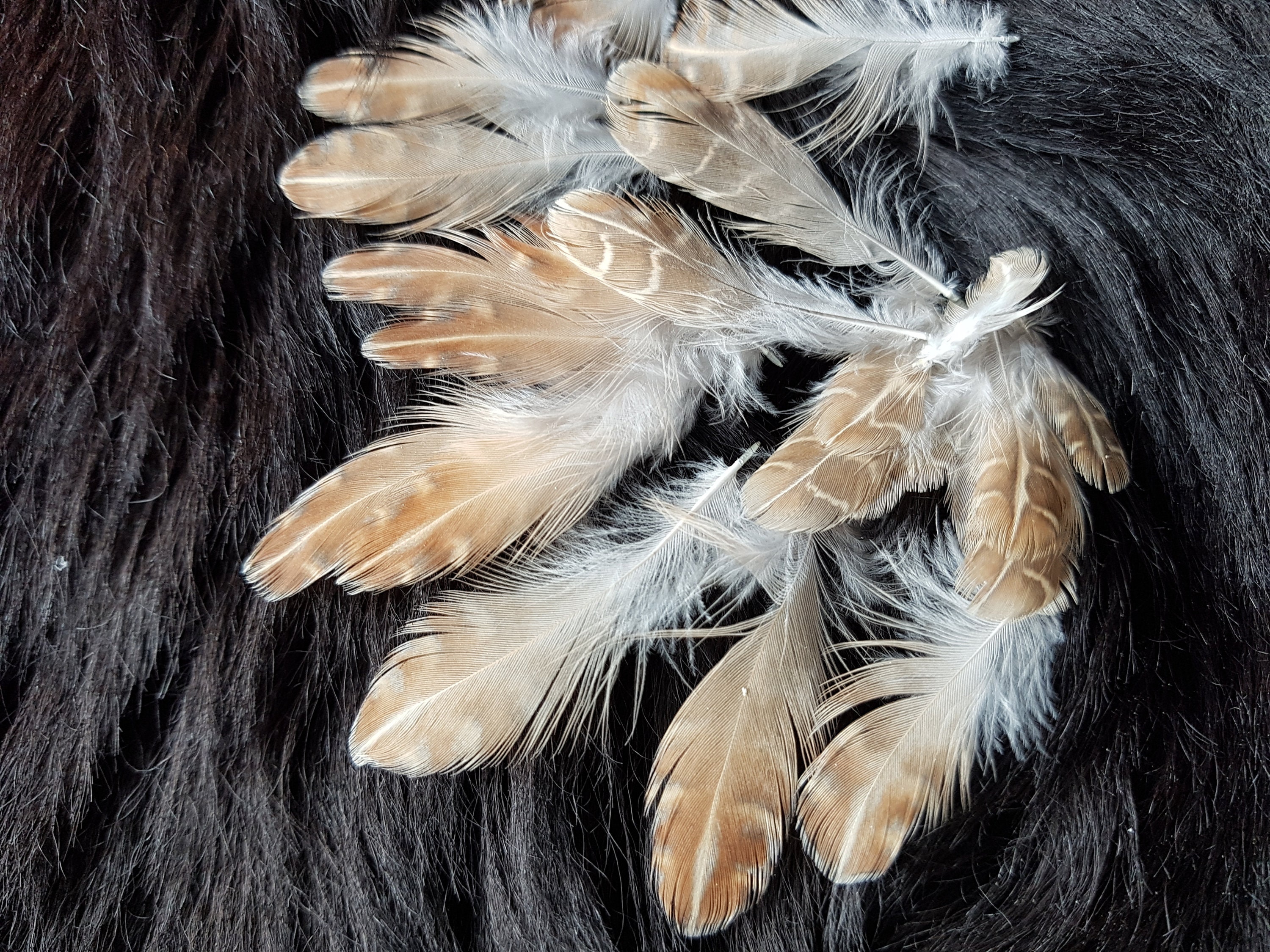 Craft Feathers Scrapbook Feathers Mixed Feather Bag Natural