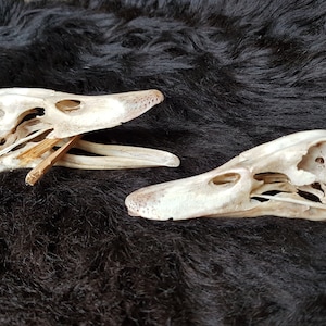 Duck skull, poultry skull, Halloween, skull, bones, Gothic, bones, Celtic, Germanic