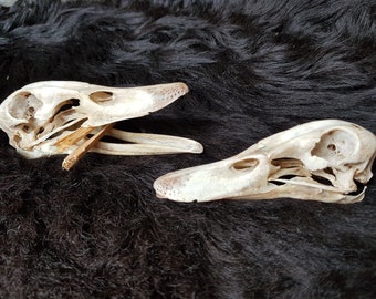 Cráneo de pato, cráneo de aves de corral, Halloween, cráneo, huesos, gótico, huesos, celta, germánico