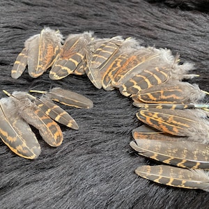 10 craft feathers, 5-7 cm, pheasant wing feathers brown wild-colored, feathers for arrow making, flight feathers, tail feathers biology lesson bird