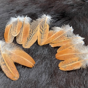May include: A collection of brown and tan feathers with gray tips. The feathers are arranged on a dark, textured surface. The feathers have a natural, organic appearance, with detailed patterns and soft textures. The feathers are likely for crafting or decorative purposes.