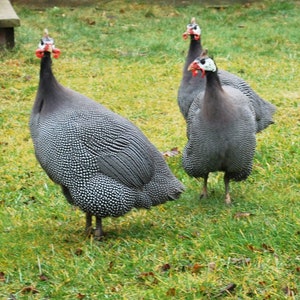 25 Federn, 4-6cm, Perlhuhnfeder, artgerechter Haltung,guinea fowl,günstig Naturfedern, Bastelfedern, Schmuckfedern,Ostern,Karneval B4 Bild 8