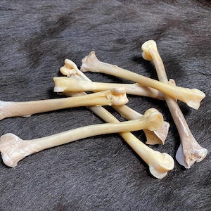 Puede incluir: Un conjunto de huesos pequeños, blanquecinos, con extremos redondeados y ensanchados, dispersos sobre una superficie oscura y texturizada. Los huesos varían en tamaño y forma, algunos muestran ligera decoloración.