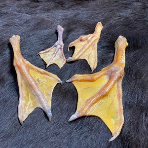 Single goose foot & duck foot, selectable unique pieces, 16-18 cm, no crow's feet, no raven's feet, talisman, protection, voodoo, spiritual