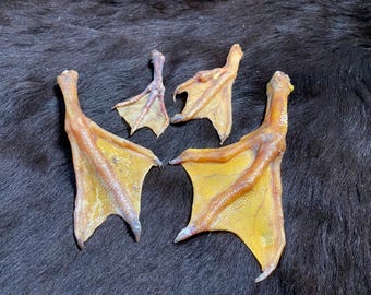 ガチョウの頭蓋骨、鳥の羽、剥製、野鳥、ガチョウの骨 - Etsy 日本