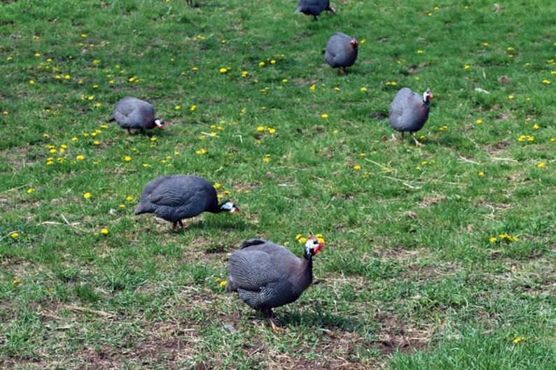 25 Federn, 4-8cm, Perlhuhn, günstig, artgerechte Haltung,guinea fowl,leidfrei,Minifedern,Karneval,Fasching Nr. B2 Bild 9