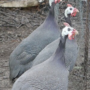 25 Federn, 4-8cm, Perlhuhn, günstig, artgerechte Haltung,guinea fowl,leidfrei,Minifedern,Karneval,Fasching Nr. B2 Bild 7