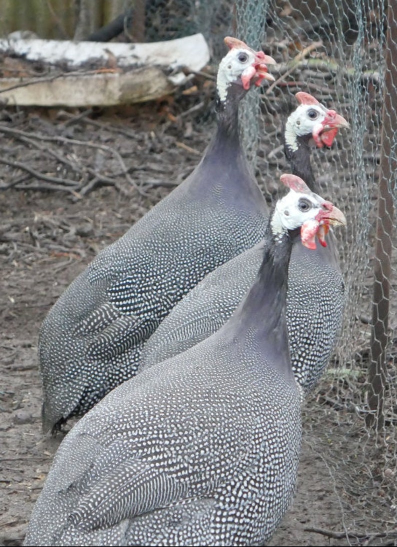 25 Federn, 4-8cm, Perlhuhn, günstig, artgerechte Haltung,guinea fowl,leidfrei,Minifedern,Karneval,Fasching Nr. B2 Bild 7