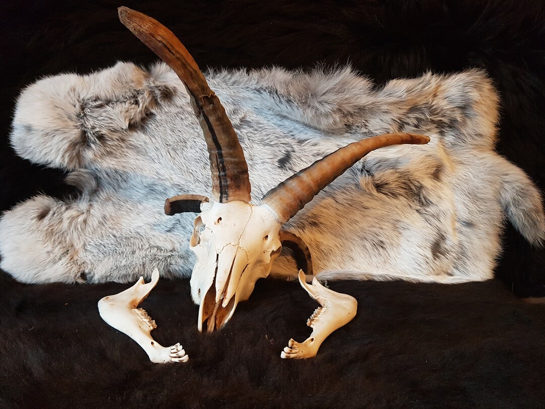 Rare Sheep Skull, Special Skull of Sheep, Jacob Sheep, Four-horned ...