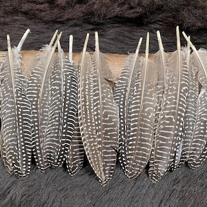 Op de afbeelding: Een verzameling van 15 bruine en witte parelhoenveren met een gevlekt patroon. De veren zijn in een rij op een donkerbruin oppervlak gerangschikt.