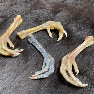 Single chicken foot, unique pieces available, 10-13 cm, slightly curved, Gallus gallus domesticus, talisman, protection, voodoo, spiritual