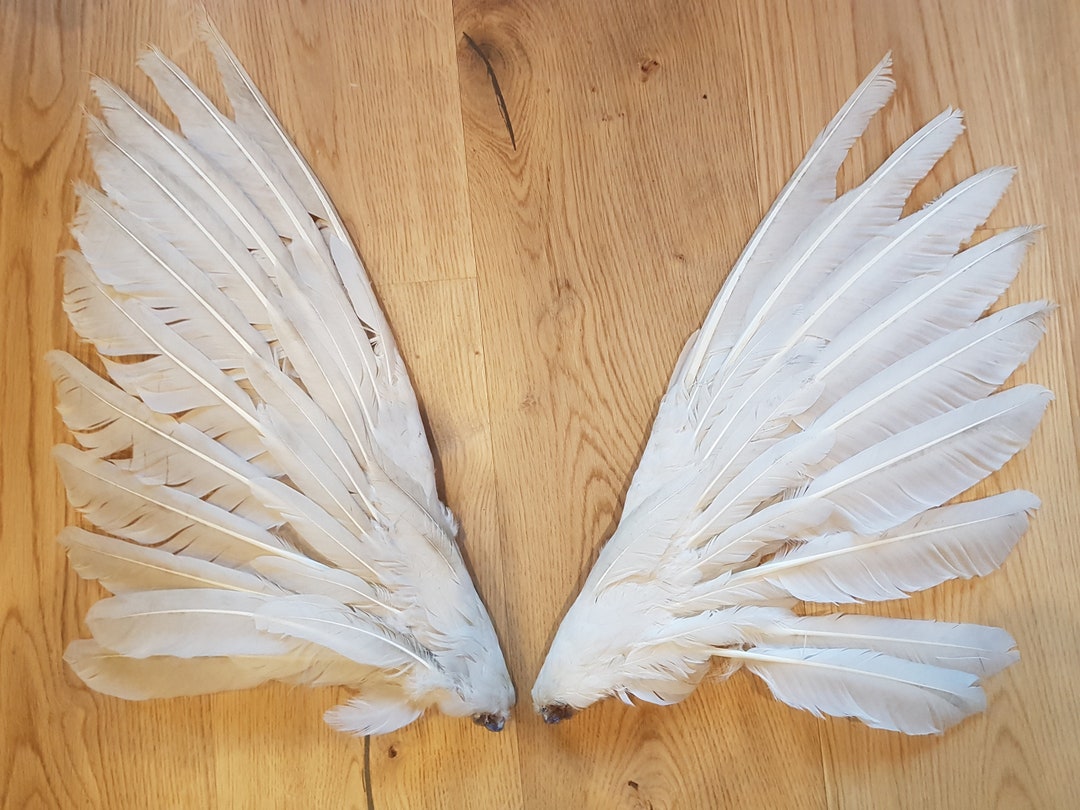 Swings/wings From the Goose, Wing Feathers Geese, Carnival, Carnival