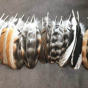 8er-Mix (8x1) große bunte Schwungfedern, 14-20cm, aus artgerechter Haltung, flight, quill feather,Flügelfedern, Indianer,Hutschmuck,Hutfeder