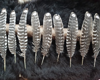 1 feather, 26-35 cm, turkey feathers, turkey feather, from species-appropriate husbandry, not an owl feather, not a bird of prey feather, wing feather (T16)
