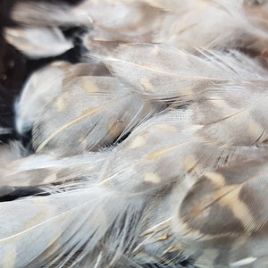 Puede incluir: Primer plano de un grupo de plumas suaves y blancas con marcas marrones. Las plumas están dispuestas en forma de abanico, creando un aspecto delicado y texturizado.