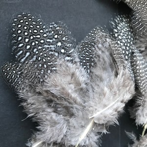 25 Federn, 4-8cm, Perlhuhn, günstig, artgerechte Haltung,guinea fowl,leidfrei,Minifedern,Karneval,Fasching Nr. B2 Bild 2