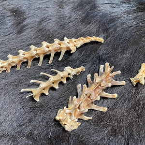 Puede incluir: Cuatro segmentos de vértebras animales distintos de longitudes y formas variadas, con una textura natural beige similar al hueso, con procesos espinales visibles y estructuras anatómicas intrincadas, dispuestos en una formación dispersa.