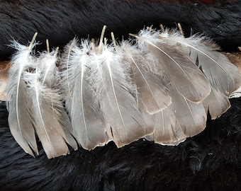 10 feathers, 10-18 cm, goose feathers, species-appropriate attitude, cheap natural feathers, craft feathers, decorative feathers, decorative feathers, Easter, carnival (E14)