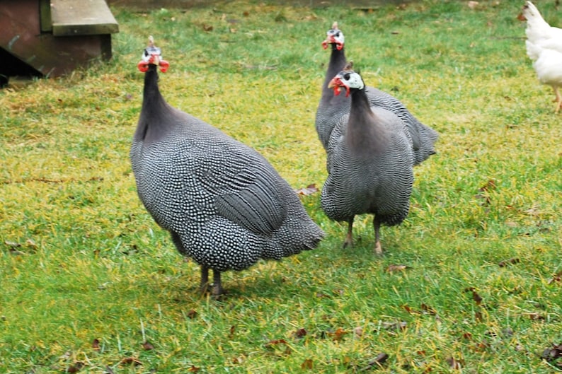 25 Federn, 4-8cm, Perlhuhn, günstig, artgerechte Haltung,guinea fowl,leidfrei,Minifedern,Karneval,Fasching Nr. B2 Bild 8