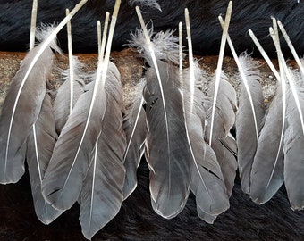 8 feathers, 18-23 cm, goose flight feathers, writing quill, from species-appropriate husbandry, flight, wing feathers, Indian, hat decoration, hat feather (A2)