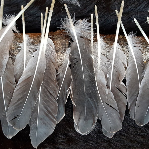8 Federn, 18-23cm, Schwungfedern Gans, Schreibfeder, aus artgerechter Haltung,flight,Flügelfedern,Indianer,Hutschmuck,Hutfeder (A2)