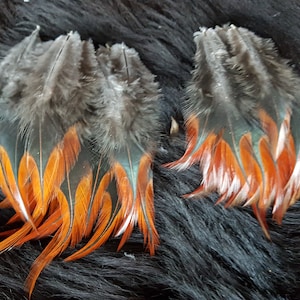 20/22 feathers, 6-12 cm, rooster feathers, species-appropriate attitude, chicken feathers, cheap natural feathers, craft feathers, decorative feathers, Easter, carnival (O17, O18)