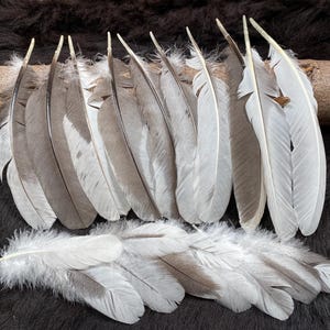 20 Federn, 7-22cm, grau-schwarze Schwungfedern, stabile Vogelfedern, knalNaturfedern, Indigene Völker Schmuck
