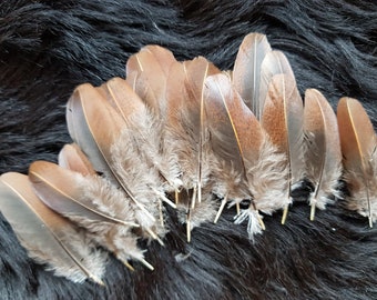 10 Federn, 6-8cm, Schwungfedern, wildfarbig, aus artgerechter Haltung,flight,quill feather,Flügelfedern,Indianer,Hutschmuck,Hutfeder (AA11)