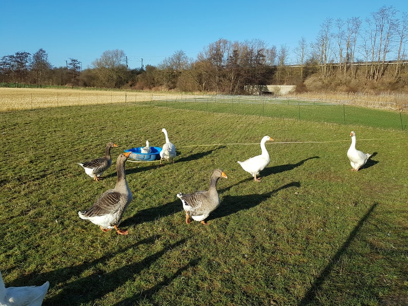 35 Federn, 5-9cm, Gänsefedern, artgerechter Haltung,günstig Naturfedern, Bastelfedern, Dekofedern, Schmuckfedern,Ostern,Karneval D13 Bild 6