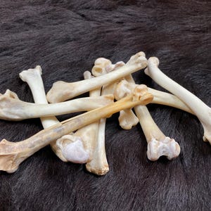 Könnte beinhalten: Eine Ansammlung von Tierknochen in verschiedenen Größen und Formen, mit cremeweißen und hellbraunen Farbtönen. Die Knochen sind auf einer dunklen, strukturierten Oberfläche angeordnet, möglicherweise Fell oder Stoff. Das Bild hebt die natürlichen Texturen und Formen der Knochen hervor.