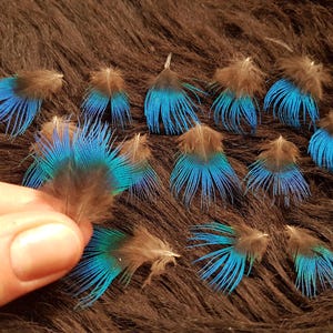 Può includere: Una collezione di piume decorative con colori marrone e turchese. Le piume hanno una base marrone con un ventaglio di fili turchesi. Una piuma è tenuta in mano, con altre sparse su una superficie marrone strutturata.