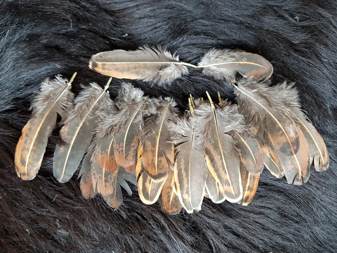 12 Feathers 57 Cm Chicken Wing Feather Craft Feathers Etsy
