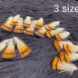 8/12 Federn, 3-8cm, 3 Größen! Goldfasanfedern, artgerechte Haltung, Kragenfedern Fasan, bunte Bastelfedern, Hutfedern, Federn Fliegenfischen
