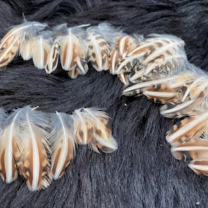May include: A collection of pheasant feathers with brown and white markings. The feathers are arranged in a semi-circle on a black fur surface.