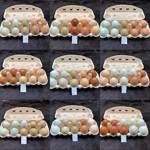 bunte Ostereier, verschiedene Mixpaketa nach Wahl, Hühnereier, nicht gefärbt, natürlich zu Ostern, Bastel Eier, Osterschmuck, Osterkranz